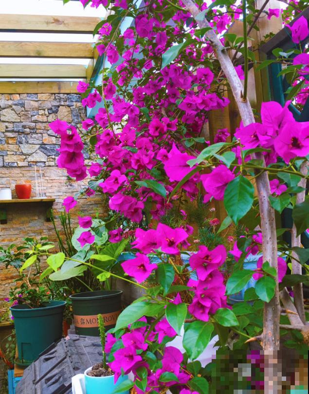 20种秋天开花的植物,外出看到,记得拍照欣赏! 20种秋天开花的植物,外出看到,记得拍照欣赏!