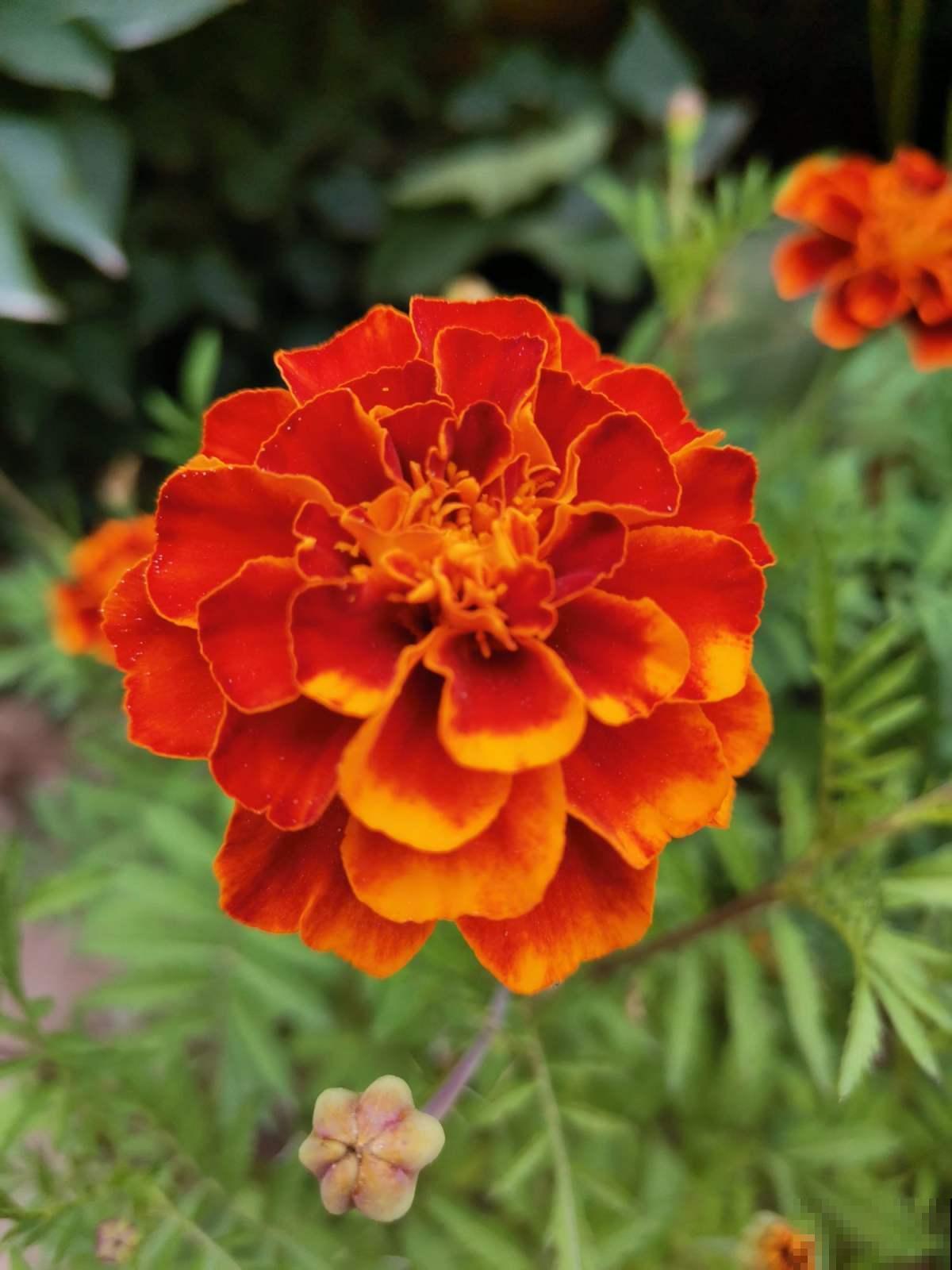 4种香臭香臭的花,长得怪好看,臭到让人捂鼻子! 4种香臭香臭的花,长得怪好看,臭到让人捂鼻子!