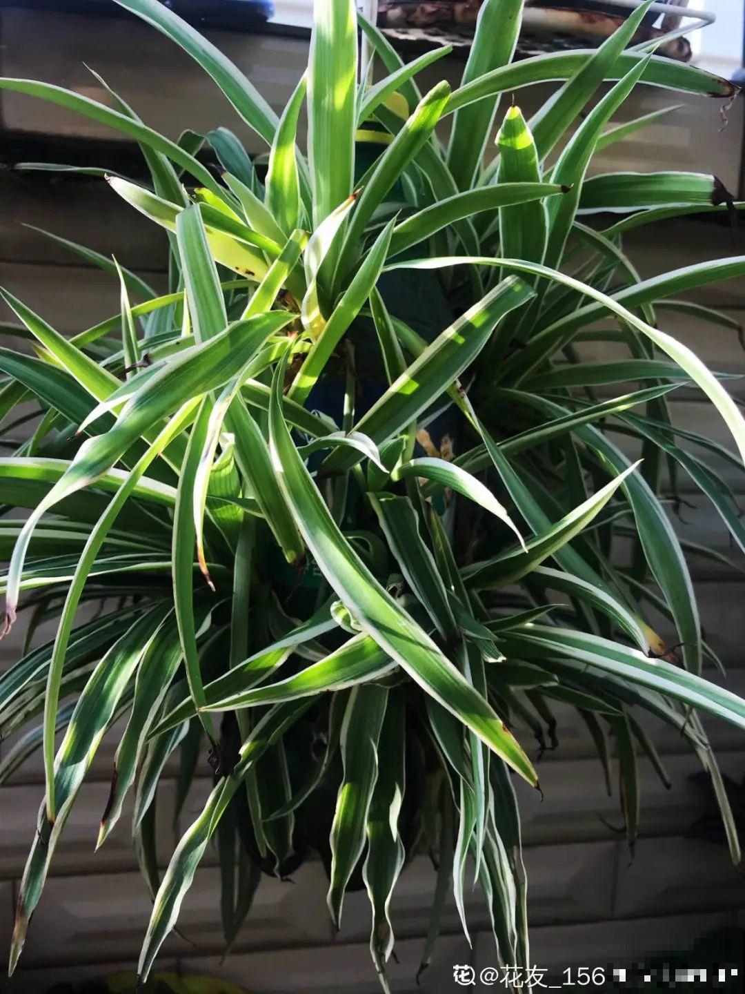 塑料瓶养花真省钱,戳个洞就行,种上吊兰长得超旺 塑料瓶养花真省钱,戳个洞就行,种上吊兰长得超旺