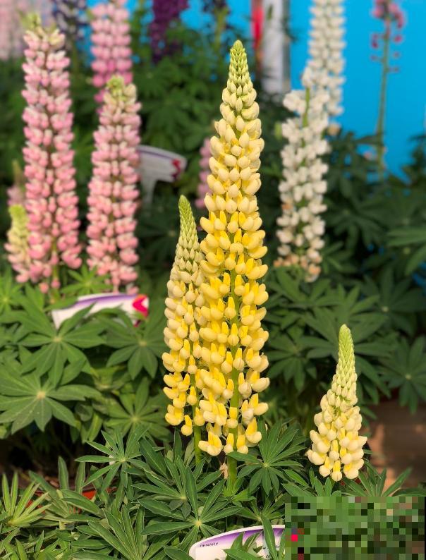 童年回忆羽扇豆，别说不认识，养盆送给妈！