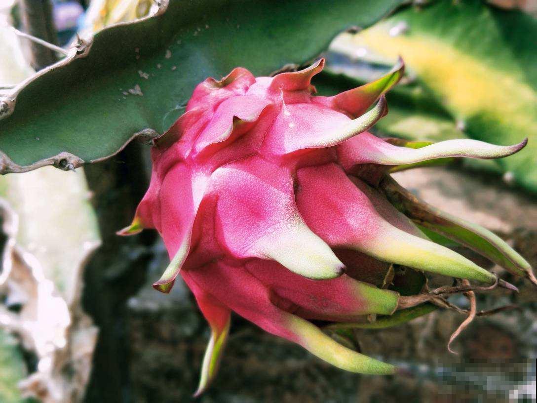 5种水果盆栽,种阳台上就能结果,足不出户吃果子 5种水果盆栽,种阳台上就能结果,足不出户吃果子