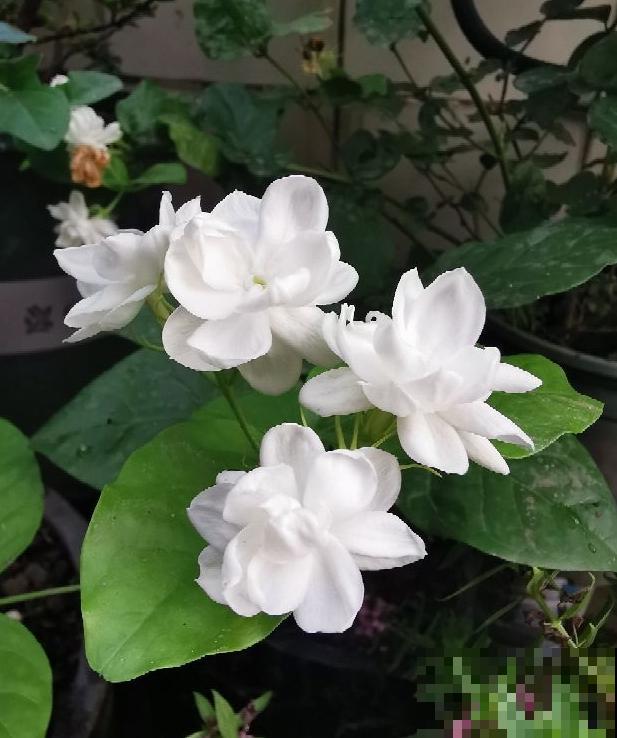 一句诗一种花,根据诗句猜花名,全猜对的是个文化人 一句诗一种花,根据诗句猜花名,全猜对的是个文化人