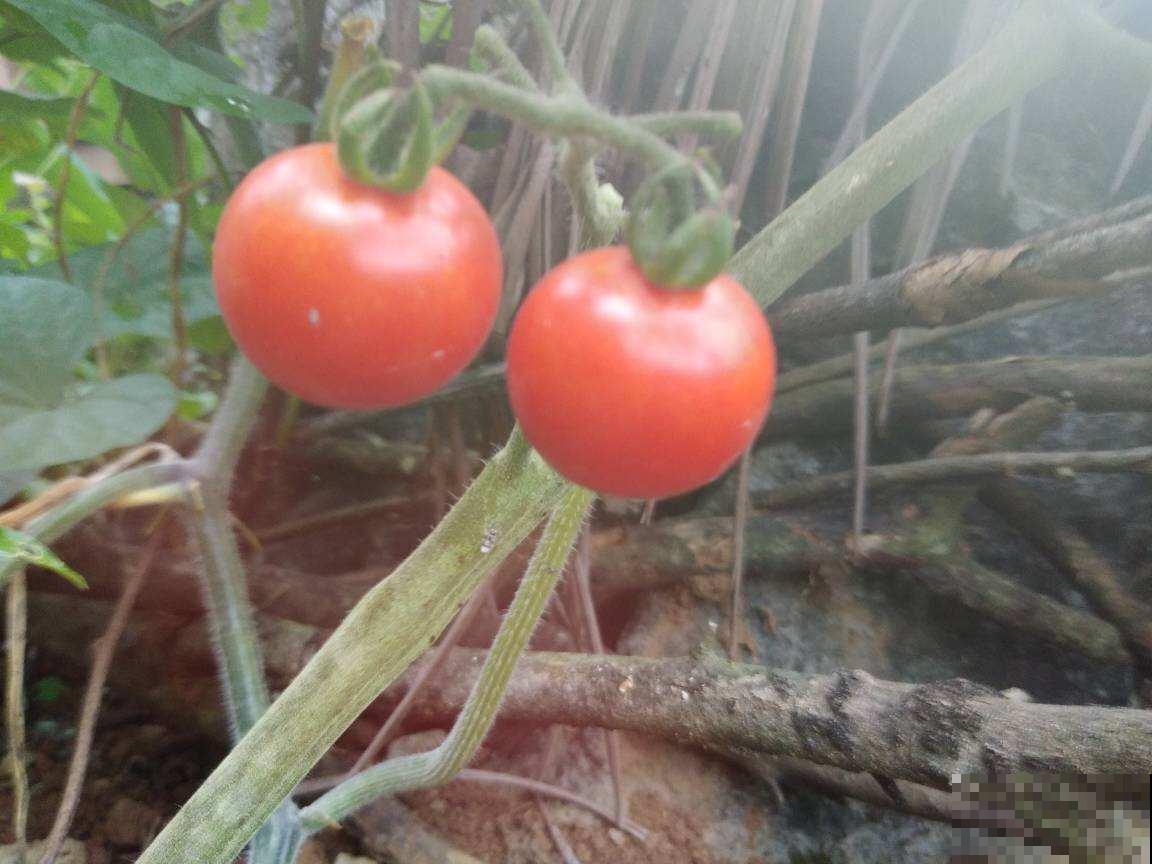 圣女果还用买？在家养一盆，吃都吃不完！