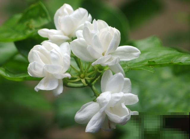 养花不要贪多，只选一个最好的品种，随便养养就爆盆！