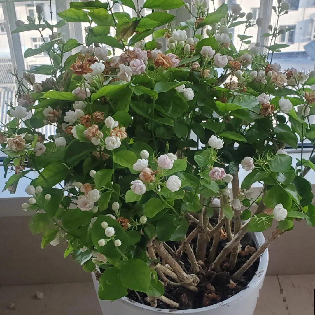 公认难养的花,养一盆死一盆,从来没有养活过! 公认难养的花,养一盆死一盆,从来没有养活过!