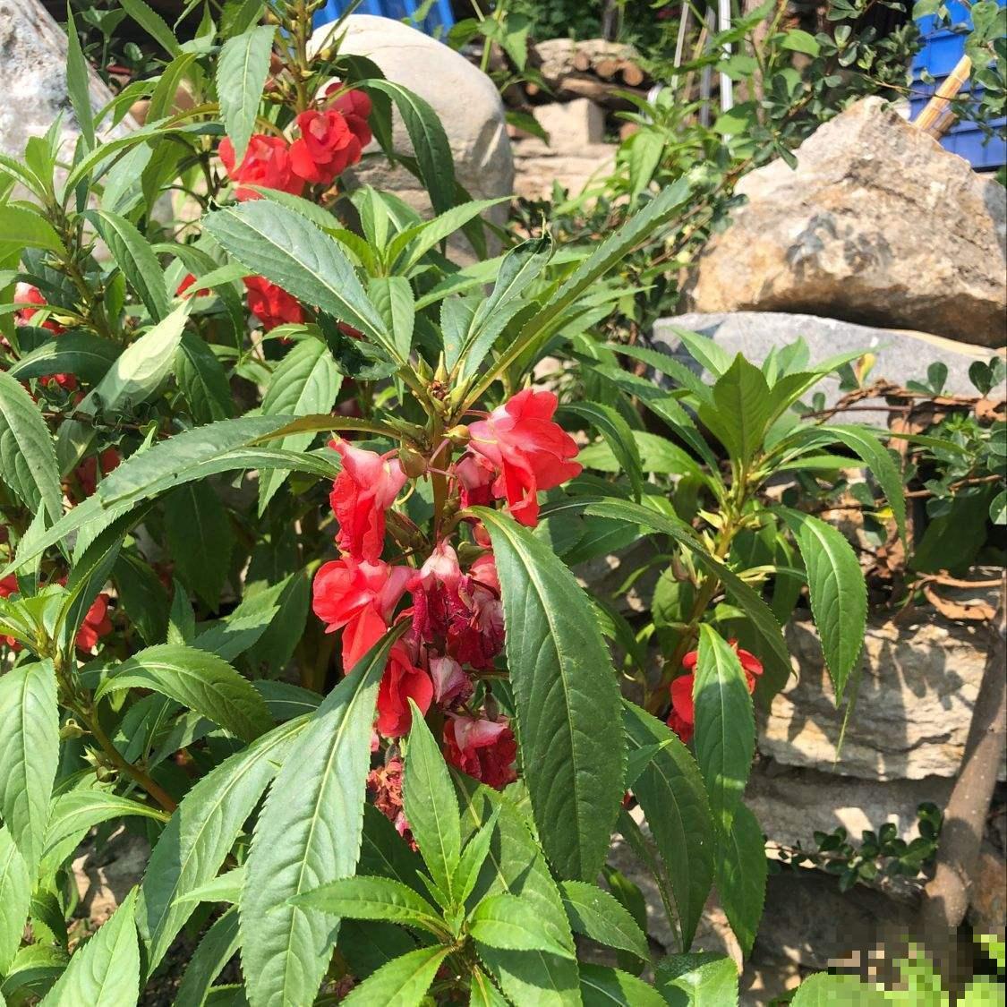 夹竹桃有剧毒？凤仙花委屈：这个锅我不背！