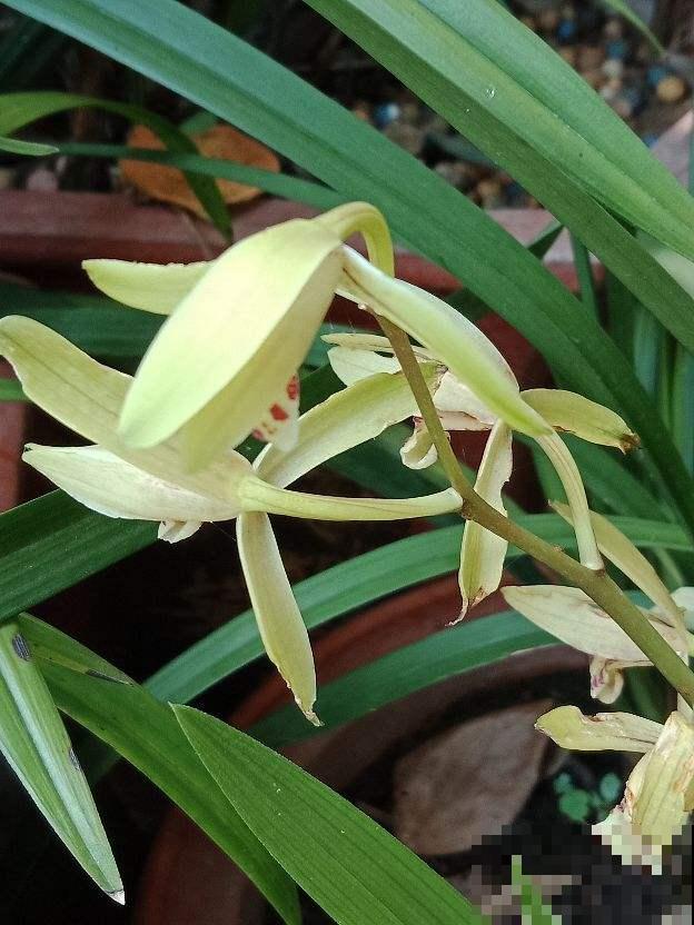 秋天是换盆好时机,花都睡醒了,换盆才能长得快 秋天是换盆好时机,花都睡醒了,换盆才能长得快