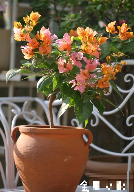 20平的小楼顶，养了100多盆三角梅，花团锦簇美不胜收！
