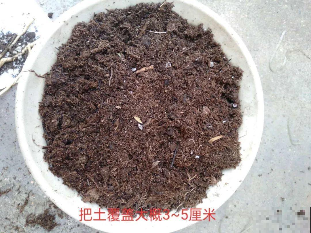 这花太好养,-40℃冻不死,1年能长6米! 这花太好养,-40℃冻不死,1年能长6米!