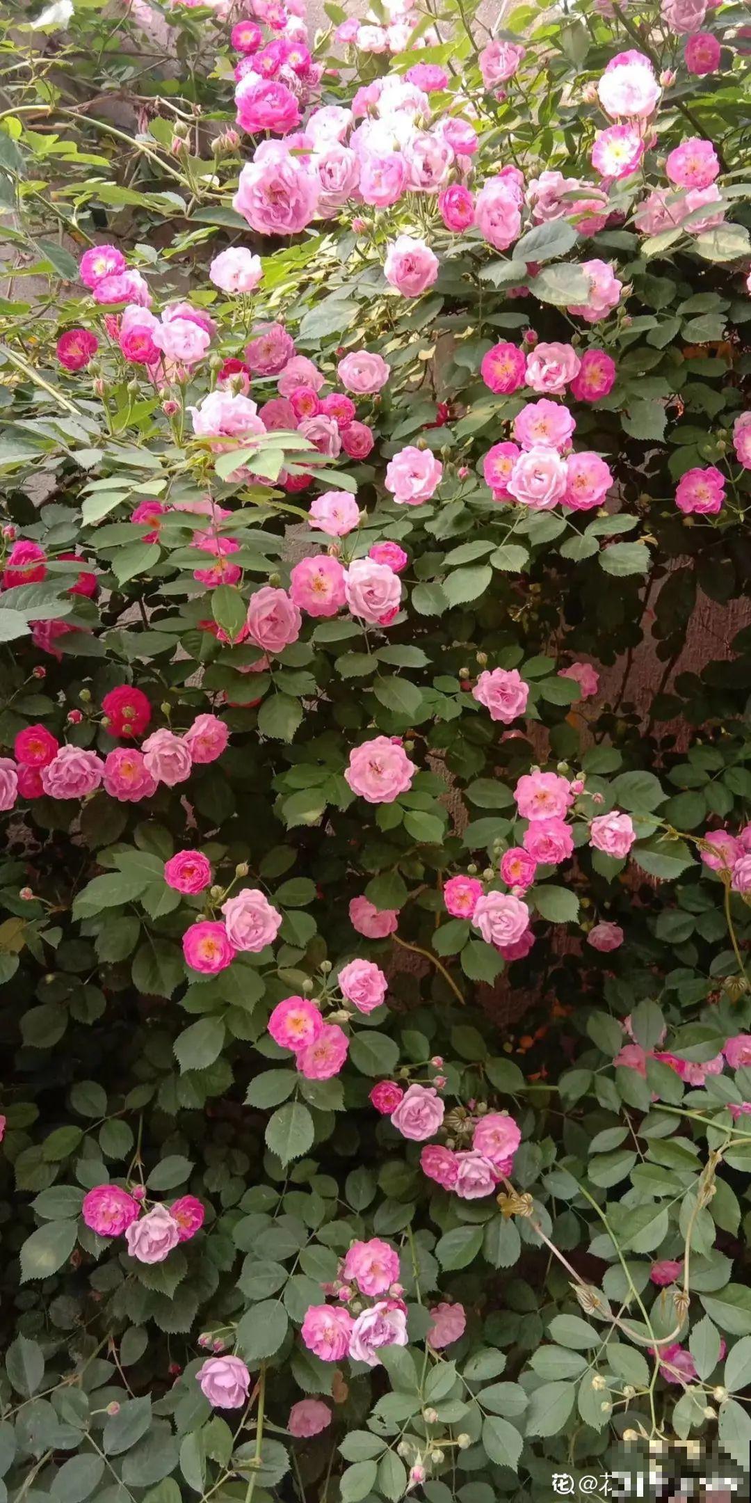 家里4个角落别浪费，分别养些好看的花，一年就能变花园！