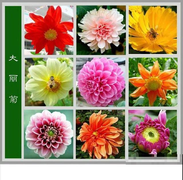 最齐全的《百花图谱》,珍藏起来,路边花都能叫上名! 最齐全的《百花图谱》,珍藏起来,路边花都能叫上名!