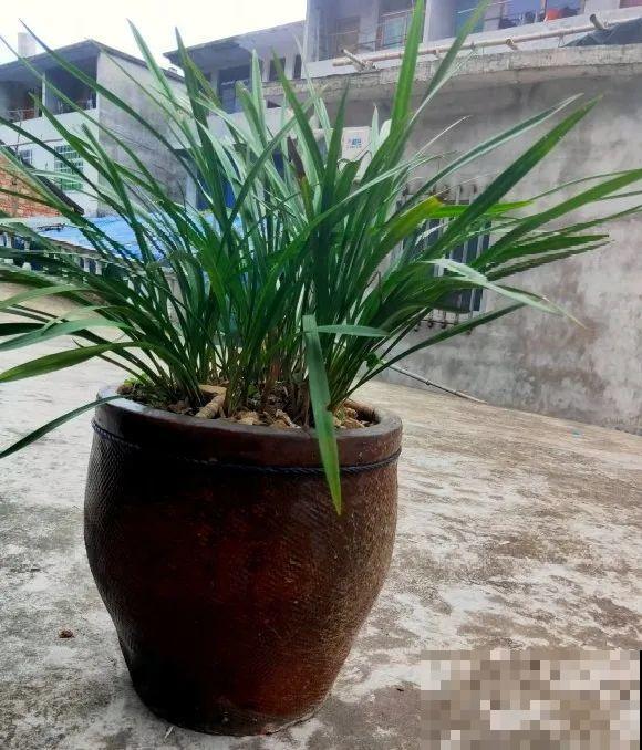 捡了3个大水缸，种上这几种花，放门口太霸气了！