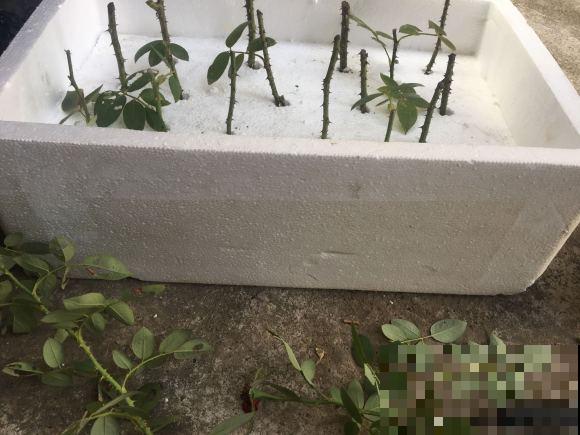 天凉最适合扦插,绣球随便剪根枝,插水里都能活! 天凉最适合扦插,绣球随便剪根枝,插水里都能活!