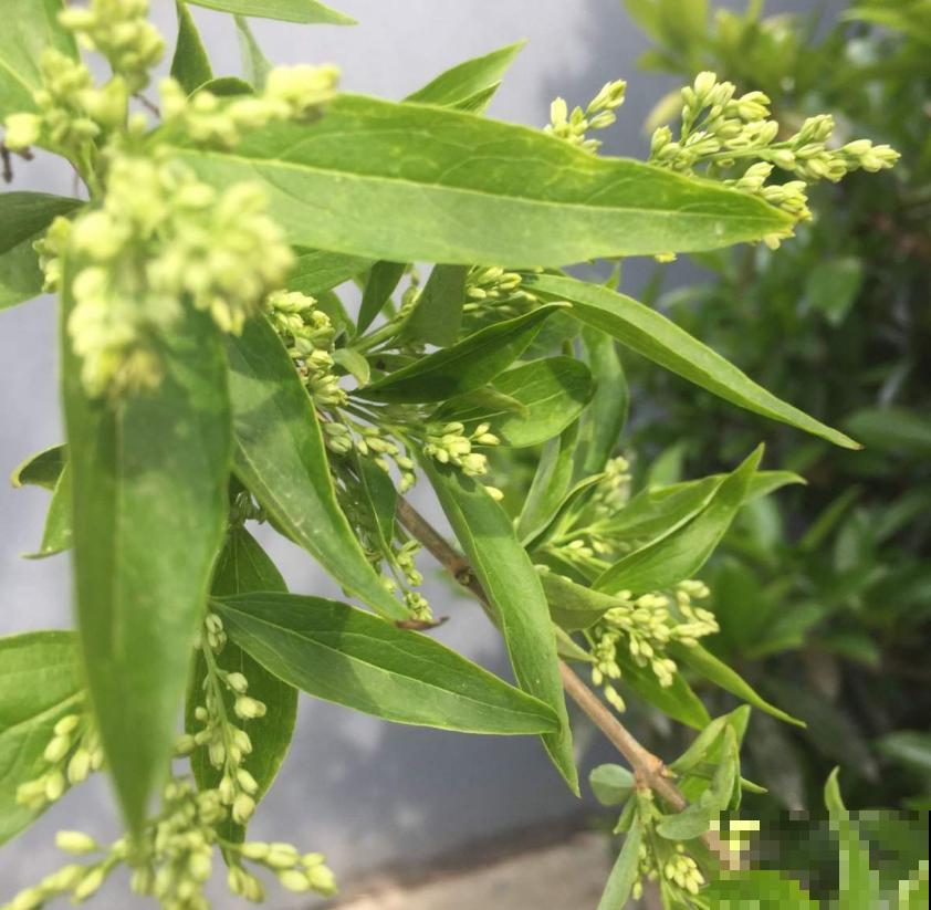 想省事就养雪柳，花美好养活，“懂事”到让人心疼！