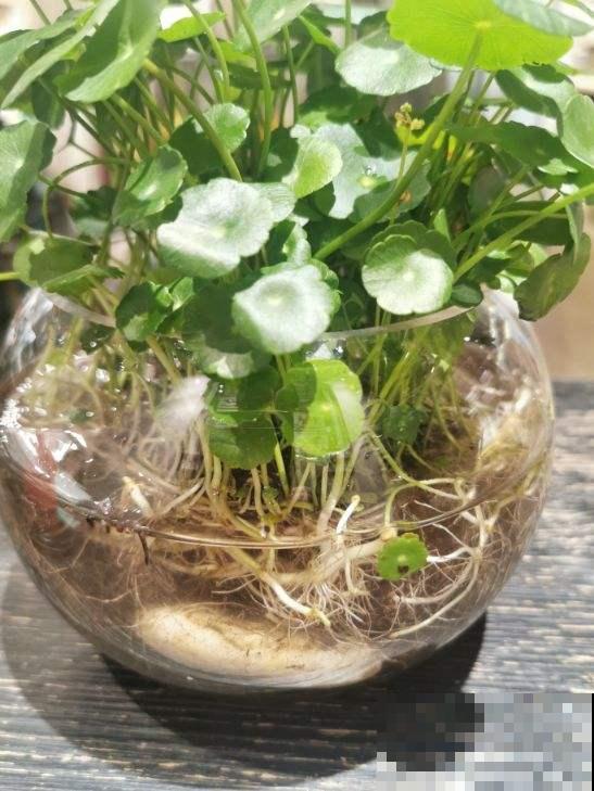 水里丢两块木炭，水培花不烂根，还能净化水质