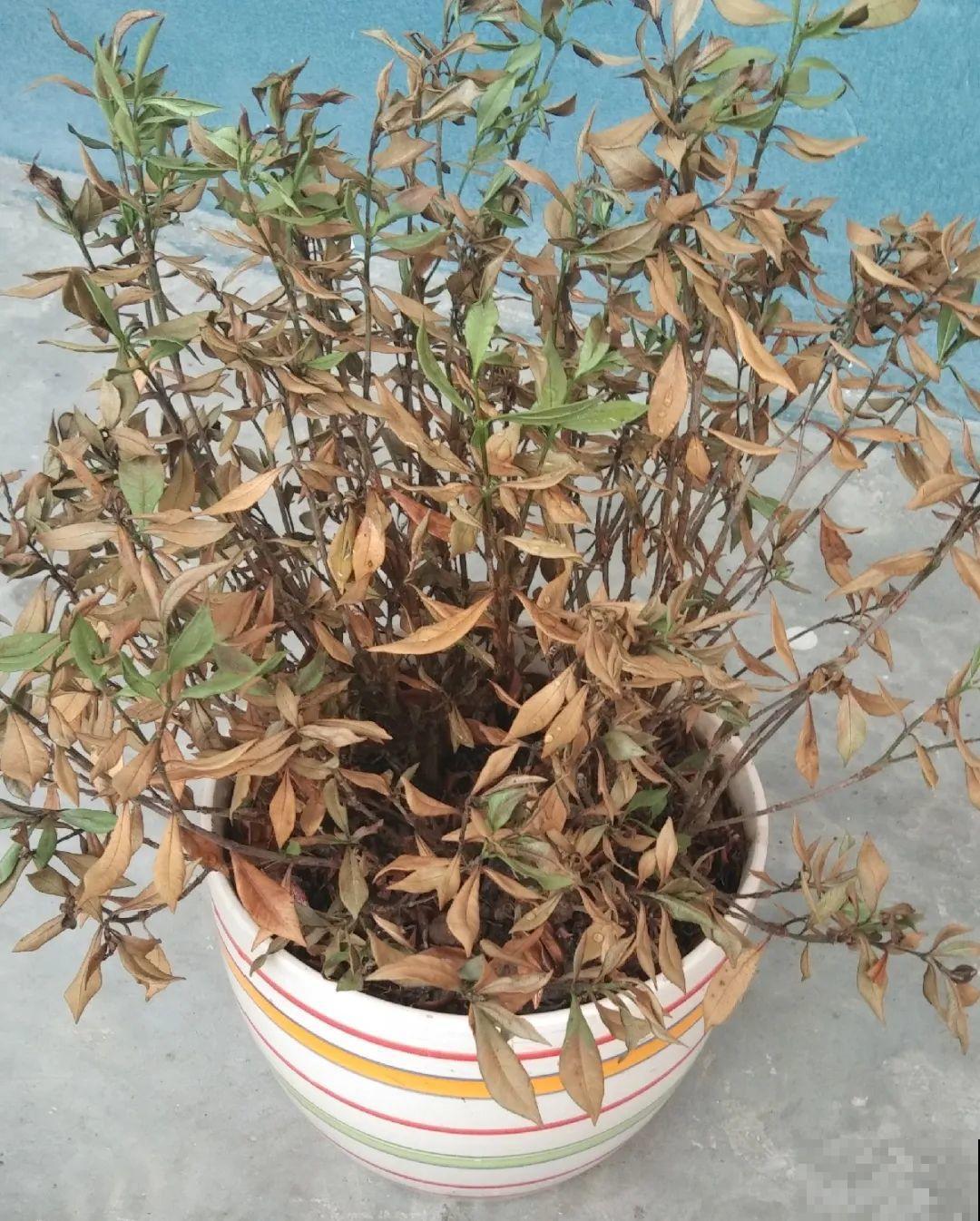 公认难养的花,养一盆死一盆,从来没有养活过! 公认难养的花,养一盆死一盆,从来没有养活过!