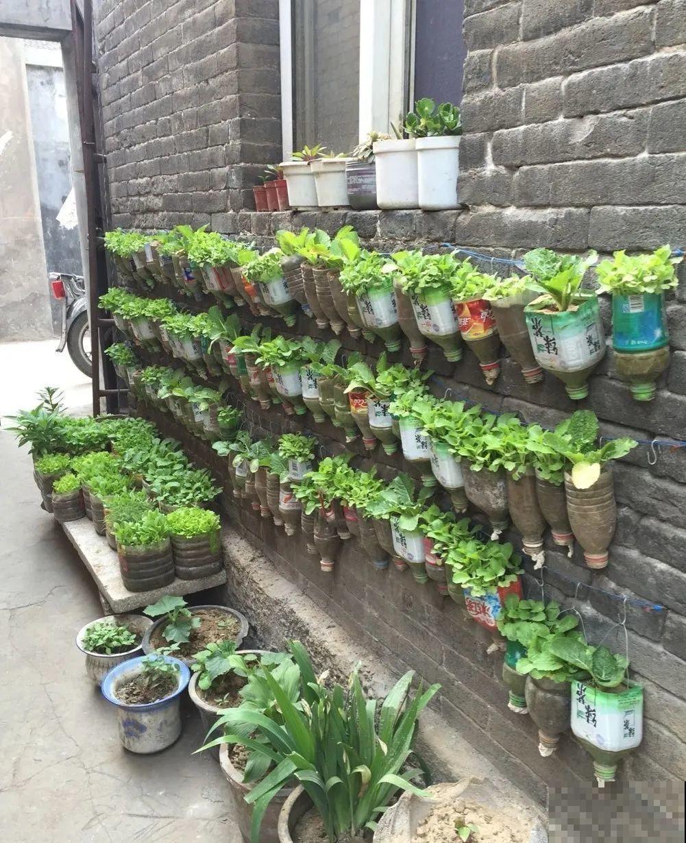 把菜种自家墙上,多得吃不完,太震撼 把菜种自家墙上,多得吃不完,太震撼