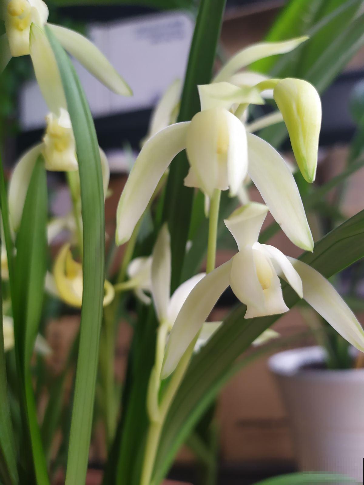 兰花没那么难养，别被吓住了，正常养护就行