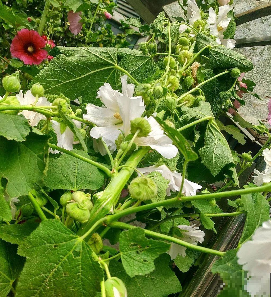 白色蜀葵竟被拦腰折断,说是因为颜色不吉利,真无语! 白色蜀葵竟被拦腰折断,说是因为颜色不吉利,真无语!