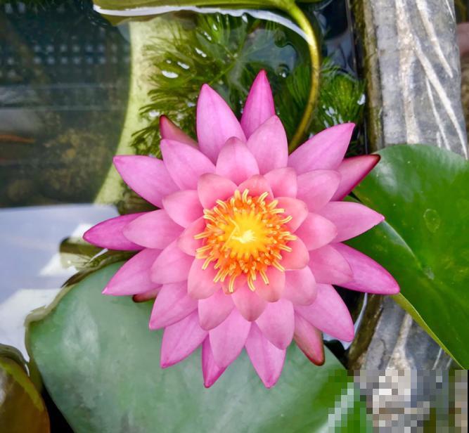 如果你是浇水党，就养这些耐水淹的花，浇多少都没事！