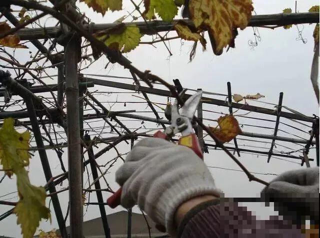 现在开始，这10种花不能剪，剪了开花难！