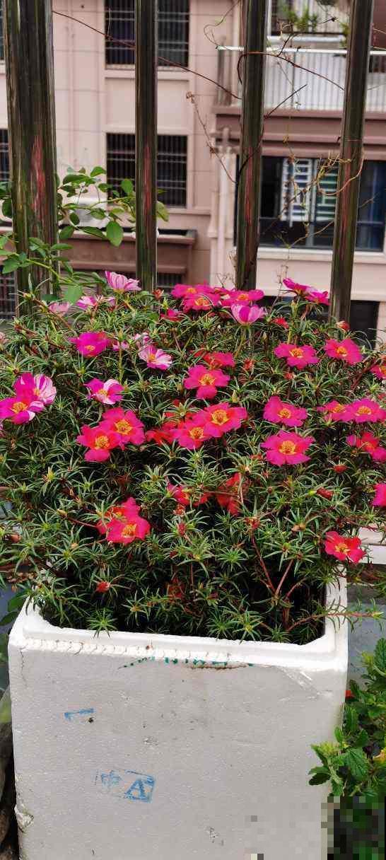 网购花买回家,5个要点要注意,不然花都死光了 网购花买回家,5个要点要注意,不然花都死光了