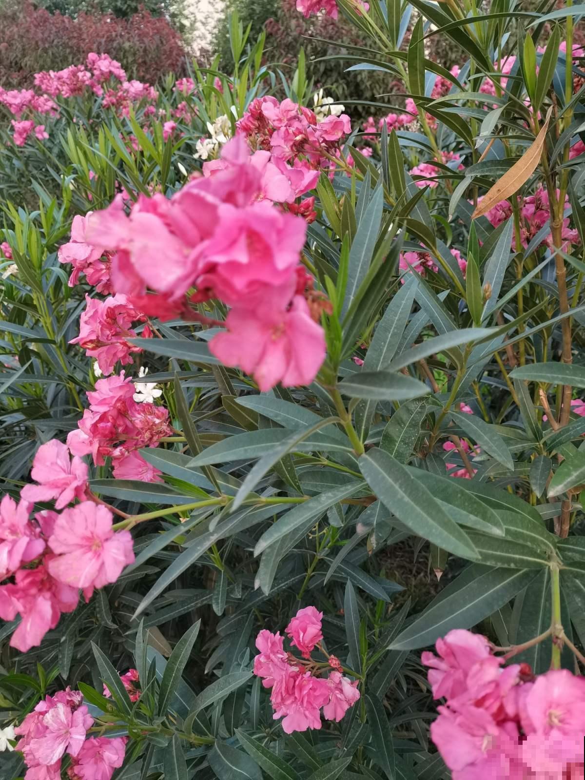 夹竹桃有剧毒？凤仙花委屈：这个锅我不背！