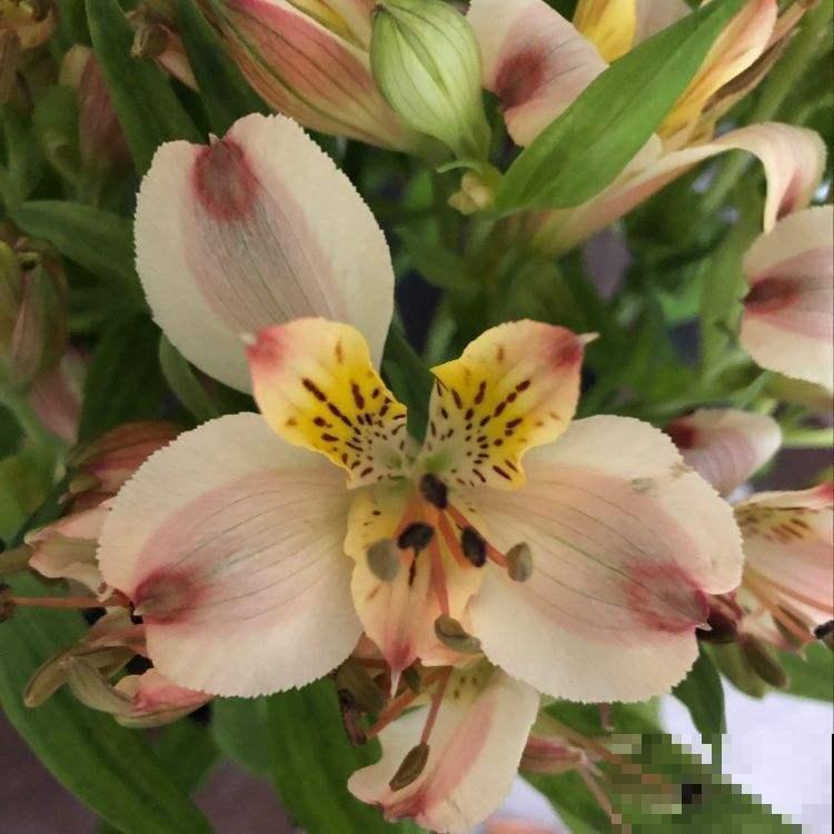 花友新宠六出花,鲜艳俏丽,开满盆特喜庆! 花友新宠六出花,鲜艳俏丽,开满盆特喜庆!