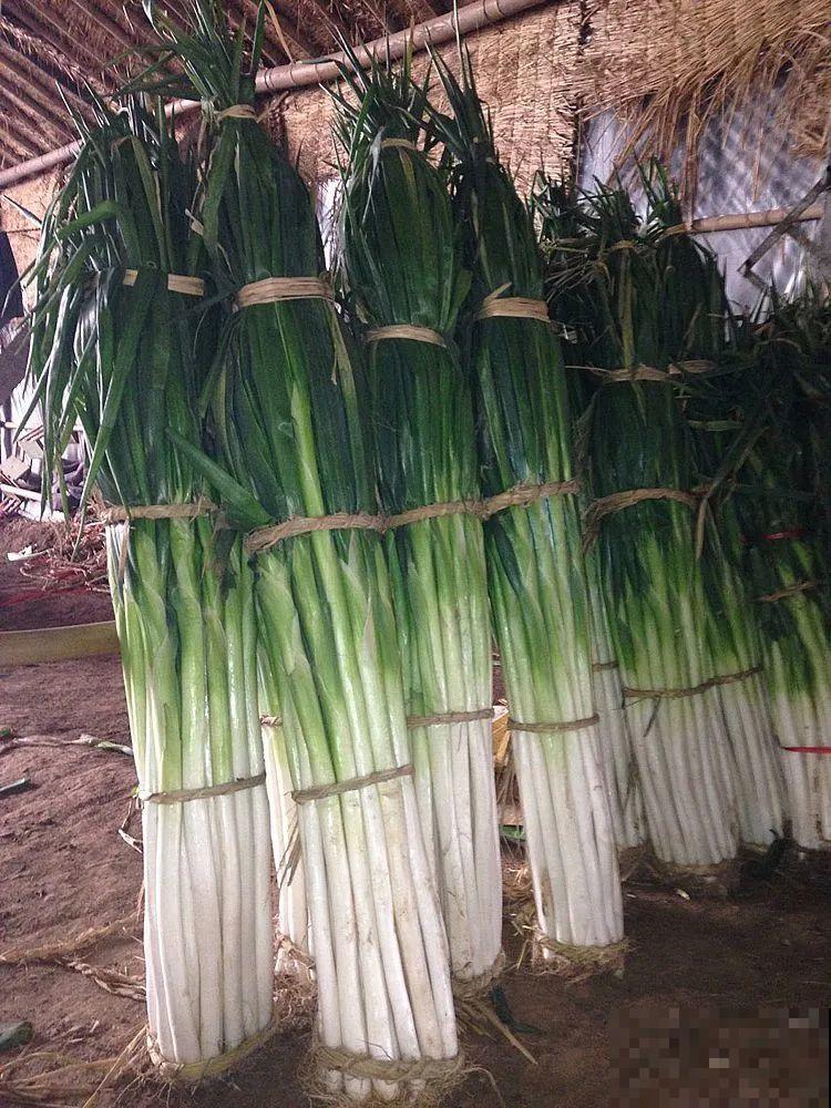 农村大姐，种出1.5米大冬瓜，我看谁还敢说矮！