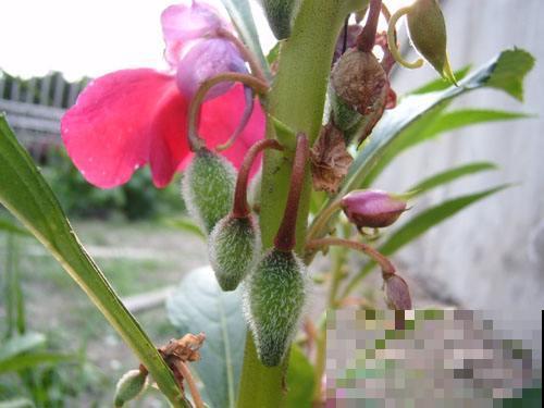 可以自生自长的花,种子掉土里就活,不用管开不停! 可以自生自长的花,种子掉土里就活,不用管开不停!