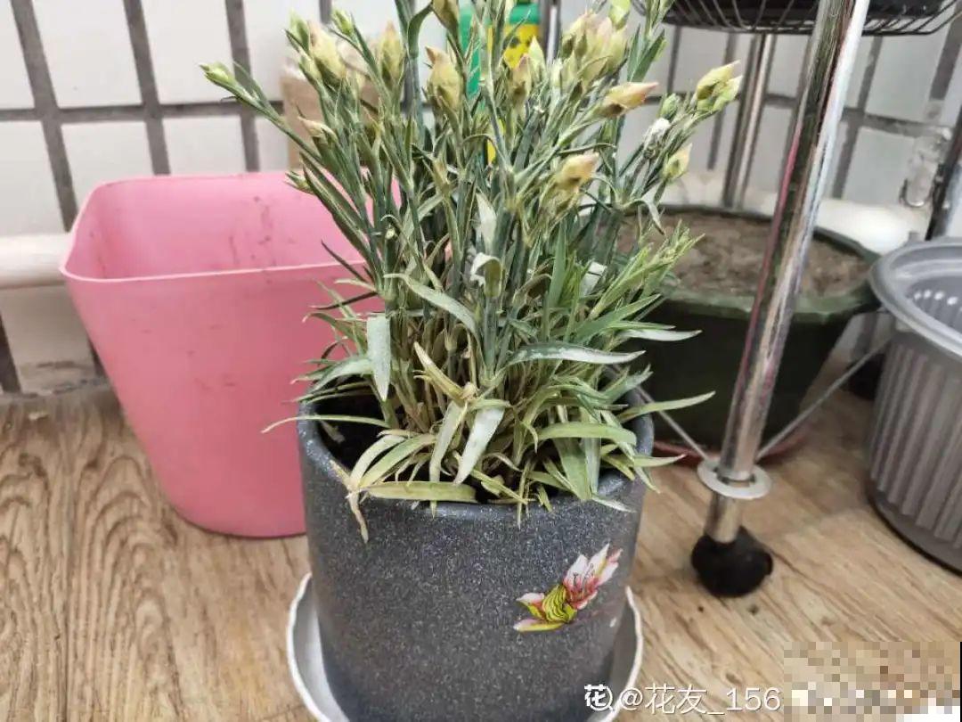 一次性的花，秋天开完就扔了，别浪费时间！