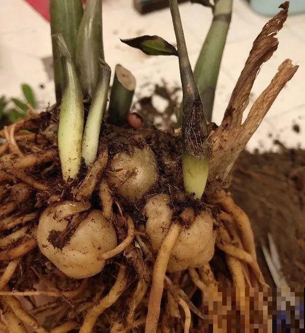 龟背竹长出长鞭子，连着茎一块砍下来，种土里就能活