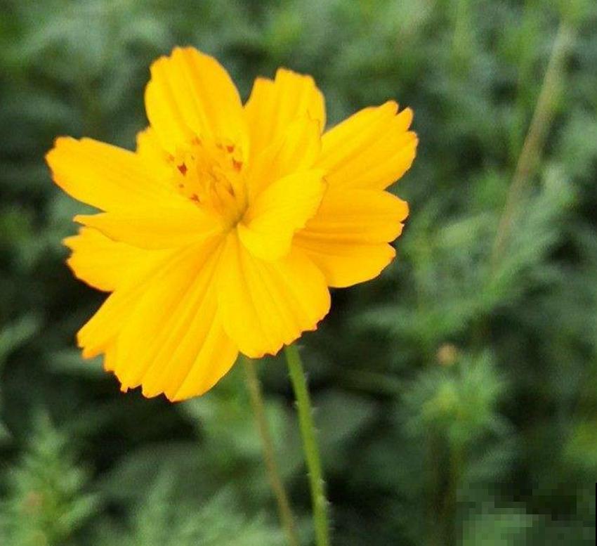 硫华菊金灿灿,阳台种几盆,每天活力满满! 硫华菊金灿灿,阳台种几盆,每天活力满满!