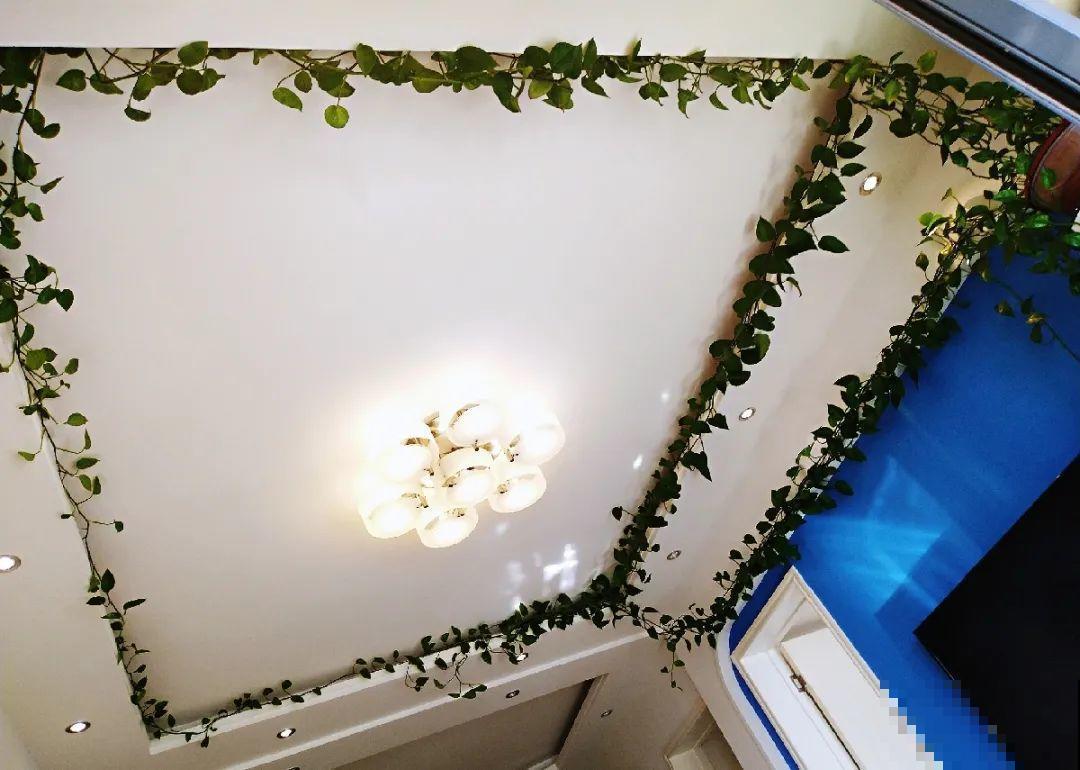 3个月后才回家，家里的花疯了，墙缝、房顶都爬满！