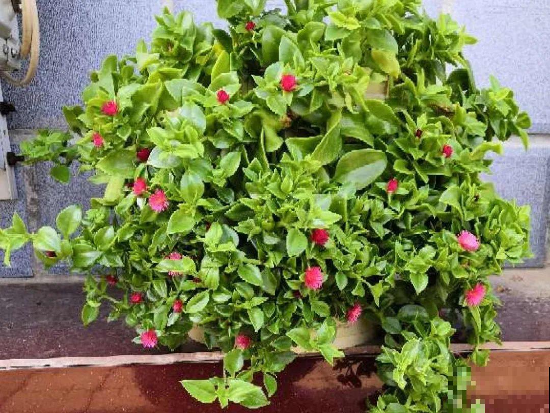 24种植物“净化器”,每个房间养一盆,太值了! 24种植物“净化器”,每个房间养一盆,太值了!