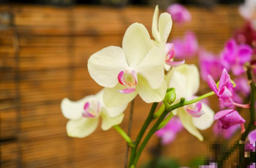 秋天养盆蝴蝶兰，种出年宵花，省钱到家了！