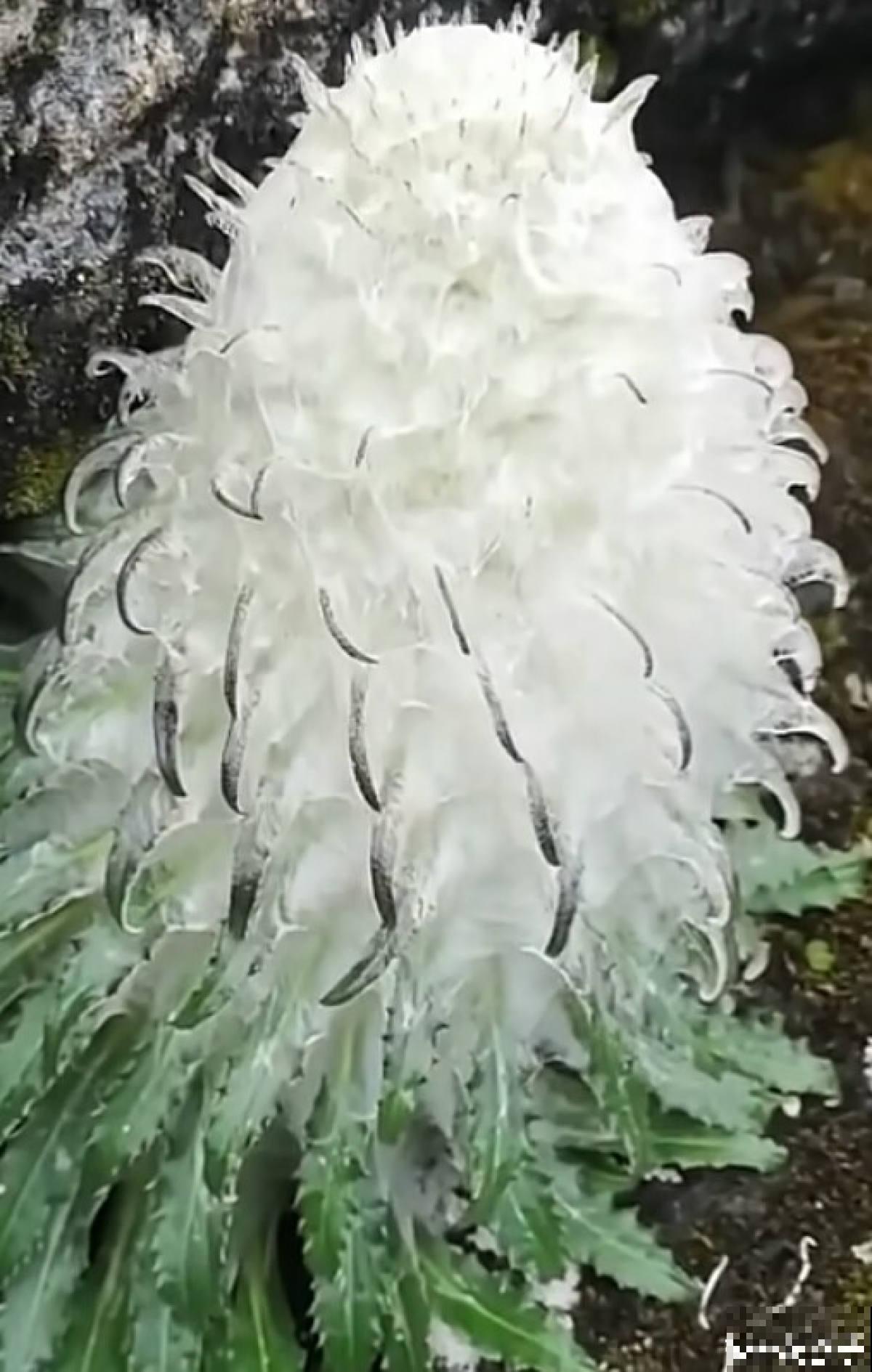 水母雪兔子究竟多濒危，看完你就知道了