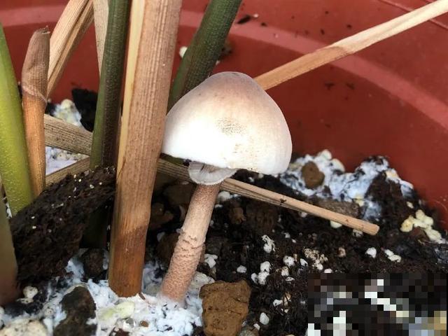 20种毒蘑菇，遇到千万别碰，贪吃必送医院！