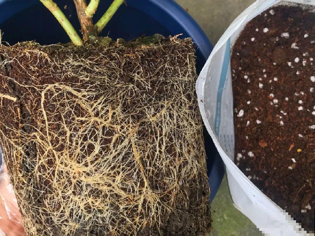 8种花,养小不养老,越老开花越少! 8种花,养小不养老,越老开花越少!