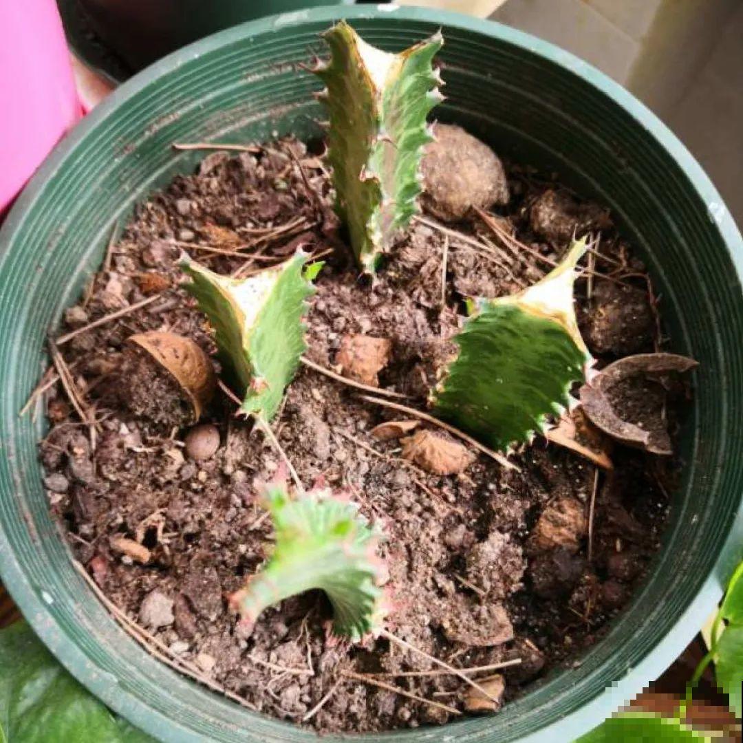 你扔的花,我捡回家,半个月起死回生! 你扔的花,我捡回家,半个月起死回生!