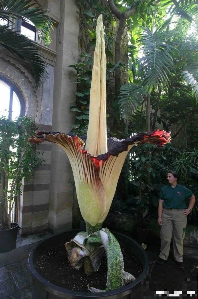 8种花再好看也别养,臭气熏天,恶心得吃不下饭! 8种花再好看也别养,臭气熏天,恶心得吃不下饭!