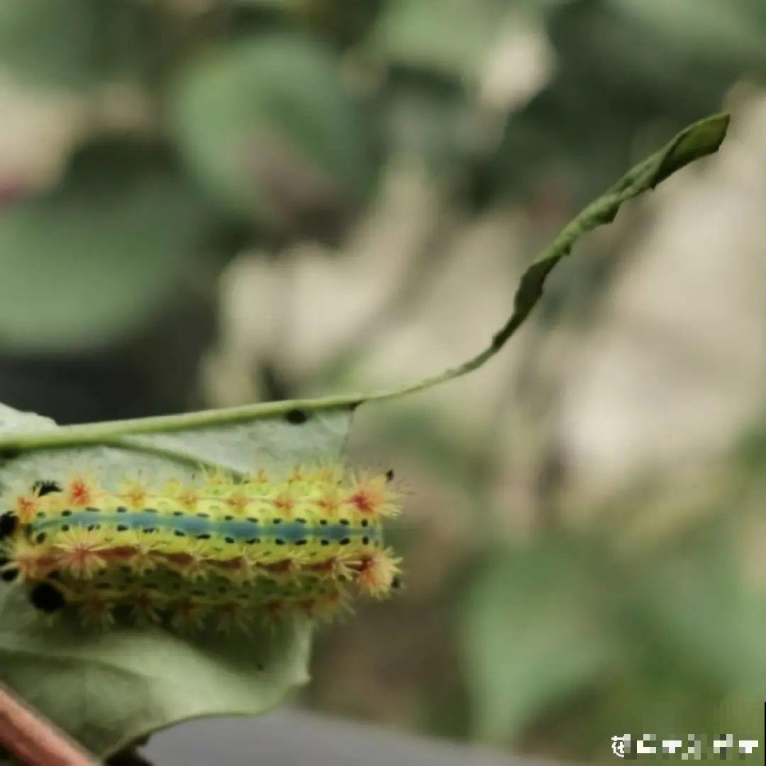秋天虫子泛滥，不注意预防，家里的花都遭殃！