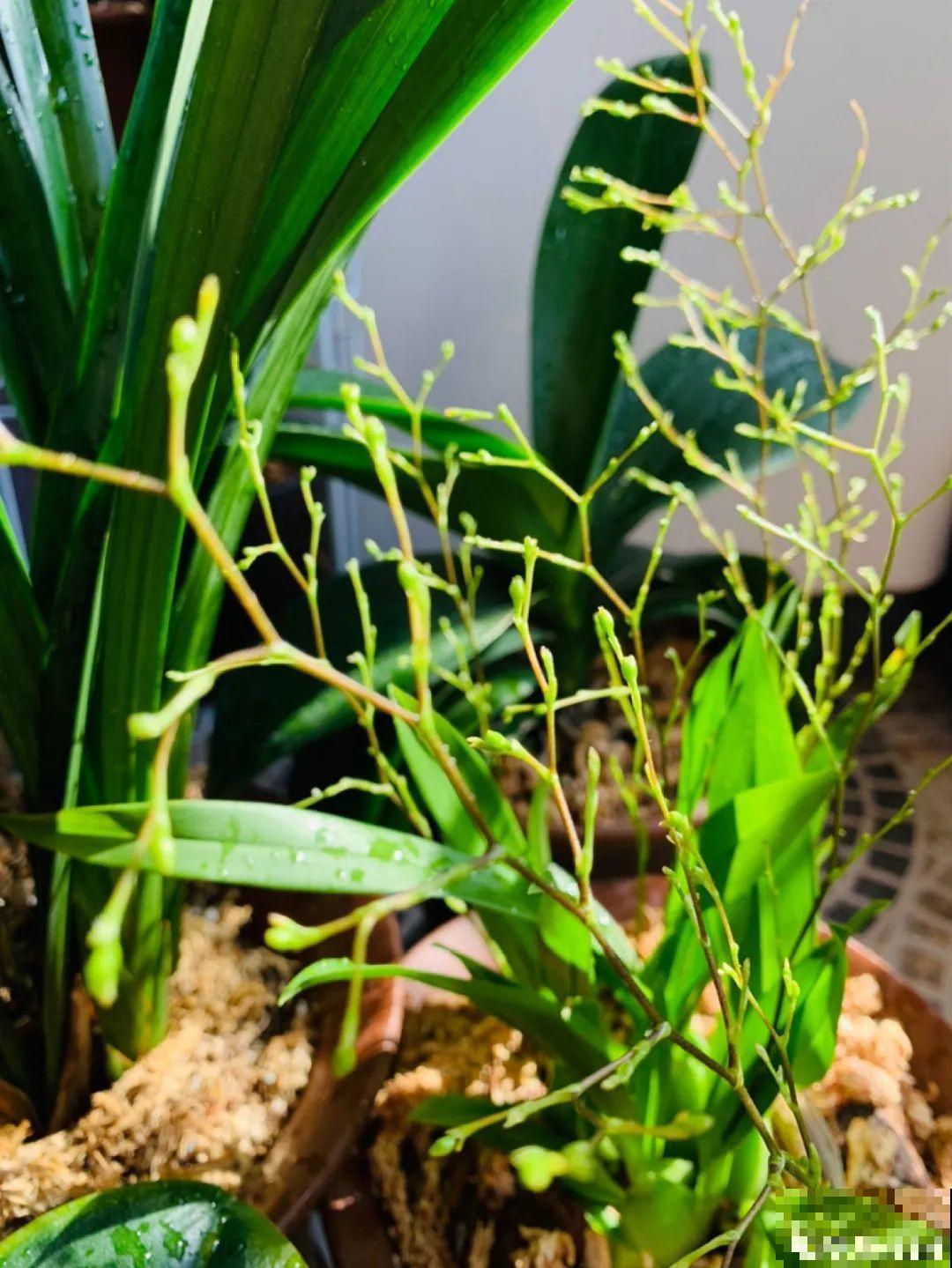 三伏已过,这花可以处理了,晚了错过开花! 三伏已过,这花可以处理了,晚了错过开花!