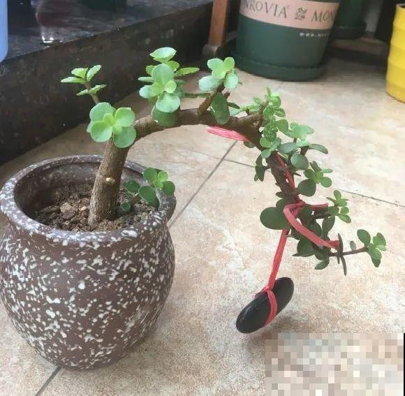 养金枝玉叶,剪成“歪脖子”,越歪越值钱! 养金枝玉叶,剪成“歪脖子”,越歪越值钱!