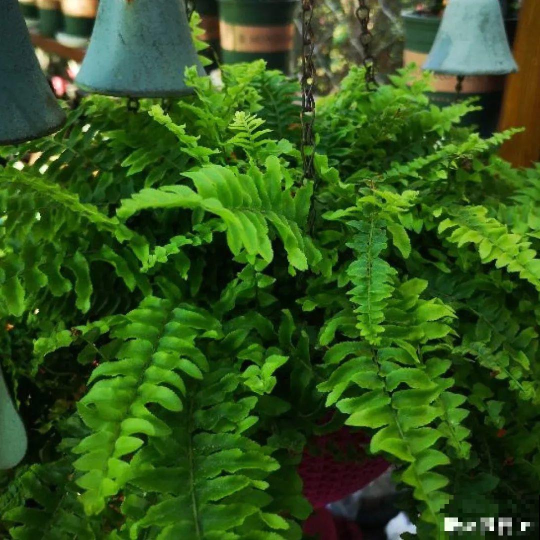 24种植物“净化器”,每个房间养一盆,太值了! 24种植物“净化器”,每个房间养一盆,太值了!