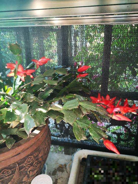 秋天蟹爪兰都“睡醒了”，养护要注意“4多”，才能盆盆开爆