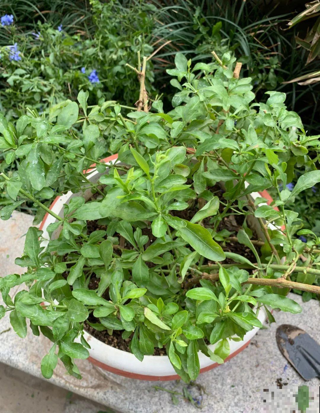 都说秋天不能剪，我却狠心剪秃头，对不对？