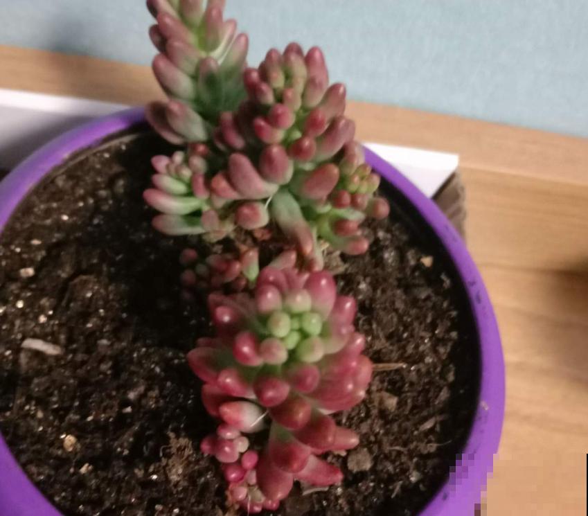 彩虹之玉这么养,肉嘟嘟,肥嫩嫩,红彤彤! 彩虹之玉这么养,肉嘟嘟,肥嫩嫩,红彤彤!