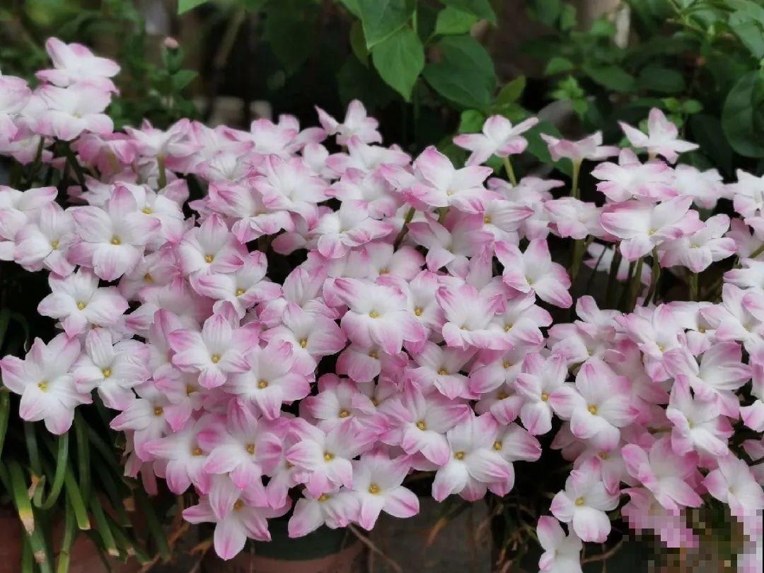 种花赚钱？要是有块地，真的发财了！