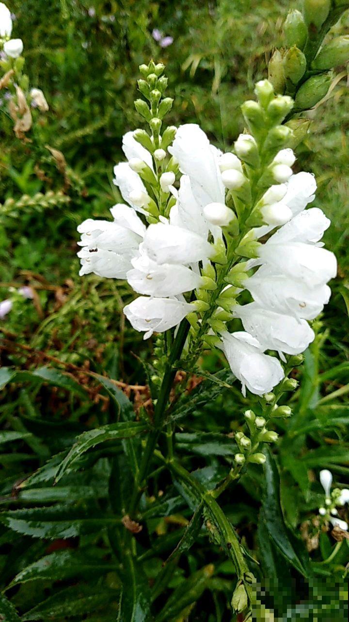这花名字太难听，我实在叫不出口，到底谁起的！